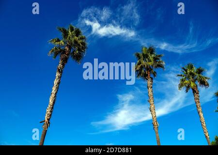 Tre alte palme contro il cielo blu, la Mata, Torrevieja, Alicante, Provincia di Alicante, Spagna Foto Stock