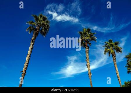 Tre alte palme contro il cielo blu, la Mata, Torrevieja, Alicante, Provincia di Alicante, Spagna Foto Stock