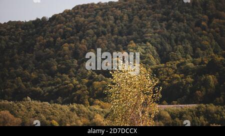 Albero di autunno nel vento con una foresta sullo sfondo. Foto Stock