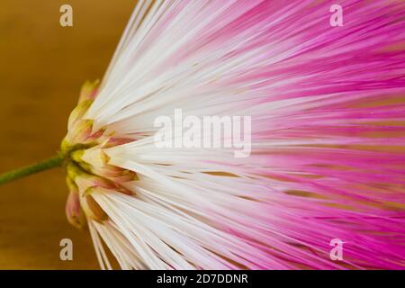 Macro closeup di un fiore Pink Silk Tree (Albizia julibrissin) o mimosa con fuoco selettivo sulla foglia Foto Stock