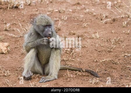 Chacma Baboon seduto a terra, mangiare e tenere un po 'di cibo in mano nel Kruger National Park, Sudafrica Foto Stock