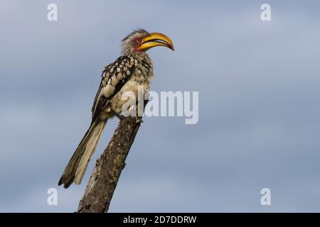 Becco di cornamia del sud (Tockus leucomelas) arroccato su un albero nel Parco Nazionale di Kruger, Sud Africa contro lo sfondo blu del cielo Foto Stock