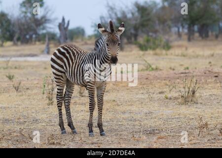 Carino bambino zebra foal in piedi da solo in un campo di mangiare Erba in Mana piscine Parco Nazionale Zimbabwe Foto Stock