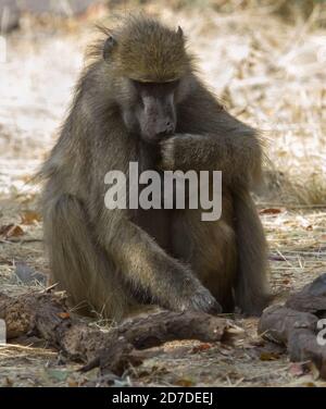 Chacma baboon madre conforta e abbraccia il suo bambino giovane a Hwange, Zimbabwe Foto Stock