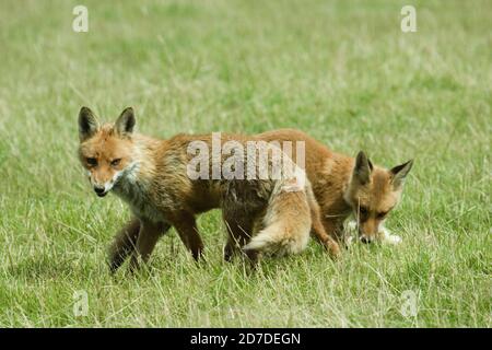 Volpe adulta selvatica che porta cibo alla volpe giovane (Vulpes vulpes) . Terreno agricolo vicino Cranbrooke Kent. 22.07.2007. Foto Stock