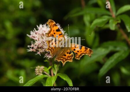 Virgola Butterfly (Polygonia c-album) nutrire sulla canapa selvatica Agriony. Hemsted foresta vicino Cranbrooke Kent. 26.08.2007. Foto Stock