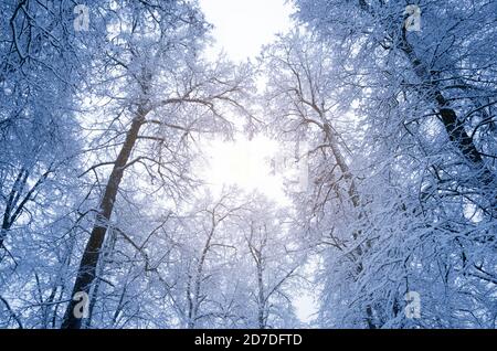 Vista dal basso di alberi innevati Foto Stock