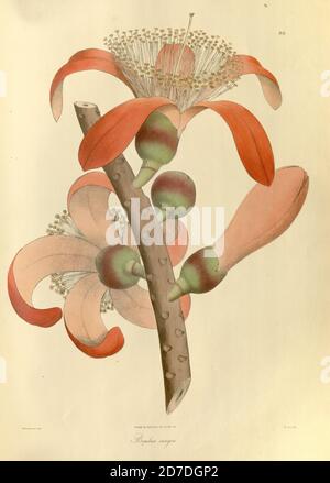 Insegne Bombax - albero di cotone di seta showy. Bombax è un genere di alberi prevalentemente tropicali della famiglia delle mallow. Sono originari dell'Africa occidentale, del subcontinente indiano, del sud-est asiatico e delle regioni subtropicali dell'Asia orientale e dell'Australia settentrionale. Da Plantae Asiaticae rariores, OR, descrizioni e cifre di un numero selezionato di piante indiane dell'Est non pubblicate Volume 1 di N. Wallich. Nathaniel Wolff Wallich FRS FRSE (28 gennaio 1786 – 28 aprile 1854) è stato un chirurgo e botanico di origine danese che lavorò in India, inizialmente nell'insediamento danese vicino a Calcutta e successivamente per il danese East Ind Foto Stock