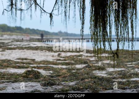 20 ottobre 2020, Meclemburgo-Pomerania occidentale, Zingst: La prima marea tempesta dell'anno copriva le spiagge della Darß con alghe. Foto: Stephan Schulz/dpa-Zentralbild/ZB Foto Stock