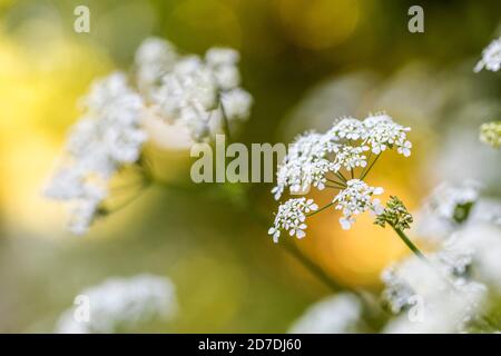 Prezzemolo di vacca; Anthrisco sylvestris; fioritura; Regno Unito Foto Stock