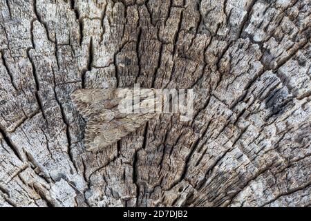 Dark Arches Moth; Apamea monoglypha; on Wood; UK Foto Stock