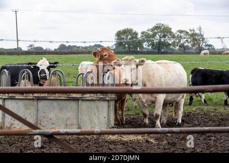 Vivete le scorte intorno ad un mangiatoia in un pomeriggio d'autunno alla periferia di Holcot, Northamptonshire, Inghilterra, Regno Unito. Foto Stock