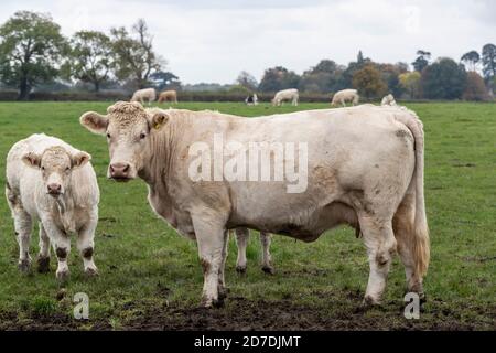 Vivete le scorte intorno ad un mangiatoia in un pomeriggio d'autunno alla periferia di Holcot, Northamptonshire, Inghilterra, Regno Unito. Foto Stock