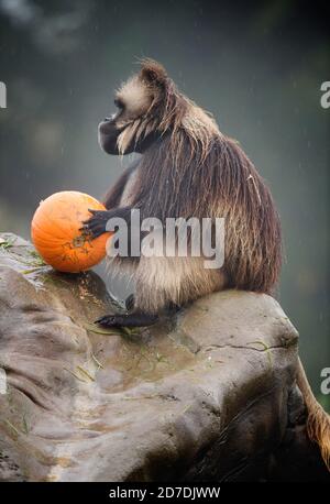 La gelada ‘baboons’ al progetto Wild Place vicino Bristol Indagare le prelibatezze di zucca nella build-up di Halloween al conservazione ed educazione Foto Stock