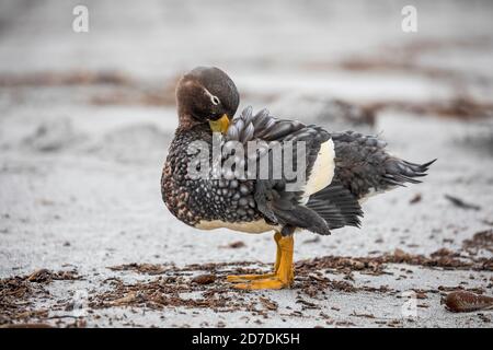 Falkland Flightless Steamer Duck; Tachieres brachypterus; Femminile; preening; Falklands Foto Stock