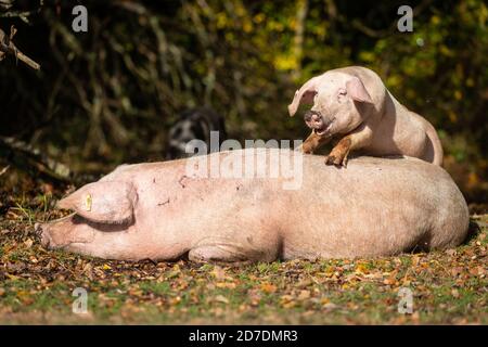 New Forest, Hampshire. 22 ottobre 2020. Regno Unito Meteo. Un giovane maialino alla ricerca di un piggyback mentre la sua mamma si rilassa al sole in una giornata di sole e docce nella New Forest. I maiali vengono rilasciati nella foresta durante l'autunno per mangiare le ghiande e le castagne che sono dannose per i pony della New Forest. Credit Stuart Martin/Alamy Live News Foto Stock