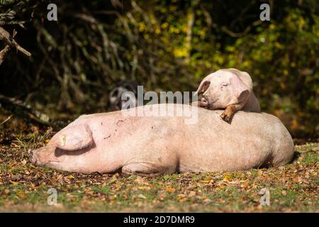 New Forest, Hampshire. 22 ottobre 2020. Regno Unito Meteo. Un giovane maialino alla ricerca di un piggyback mentre la sua mamma si rilassa al sole in una giornata di sole e docce nella New Forest. I maiali vengono rilasciati nella foresta durante l'autunno per mangiare le ghiande e le castagne che sono dannose per i pony della New Forest. Credit Stuart Martin/Alamy Live News Foto Stock