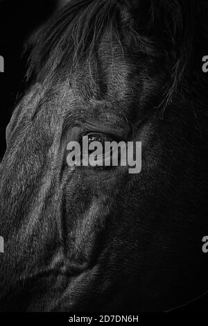 Immagine in bianco e nero di una testa di cavalli Foto Stock