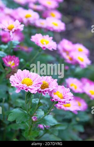 Crisantemi nel parco botanico, verde in città. Fiori porpora crisantemi in autunno, magenta annuals. Vista verticale, primo piano. Foto Stock