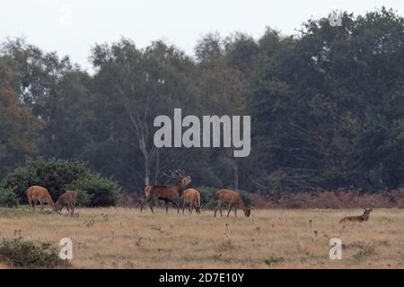 Il cervo (Cervus elaphus) Foto Stock