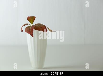 Un vetro con superriduttore esce su uno sfondo bianco Foto Stock