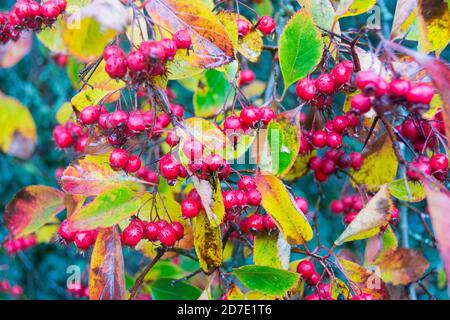 Primo piano di bacche rosse su una cenere di montagna americana (Missey-moosey) Foto Stock