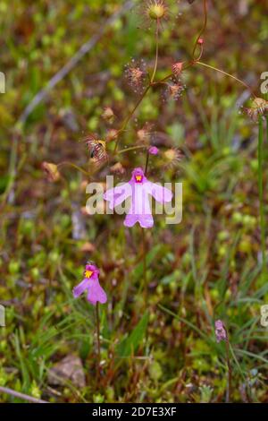 Fiore rosa dell'annuale Bladderwort Utricularia multifida trovato ad est di Pingelly in Australia Occidentale, vista dal lato Foto Stock