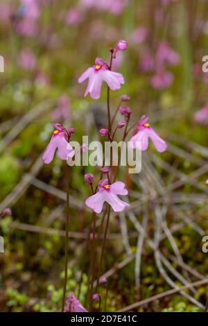 Fiore rosa dell'annuale Bladderwort Utricularia multifida trovato ad est di Pingelly in Australia Occidentale, vista dal lato Foto Stock