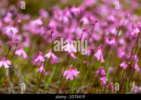 Fiore rosa dell'annuale Bladderwort Utricularia multifida trovato ad est di Pingelly in Australia Occidentale, vista dal lato Foto Stock