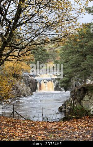 Teesdale, County Durham, Regno Unito. 22 ottobre 2020. Regno Unito Meteo. Nonostante l'inizio della giornata con le piogge opache, gli alberi che circondano la Low Force hanno fornito molti colori ai visitatori dell'Upper Teesdale. Credit: David Forster/Alamy Live News Foto Stock