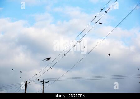 Casa Martins e Swallows sulle linee elettriche a Austwick Yorkshire dales, Regno Unito. Foto Stock