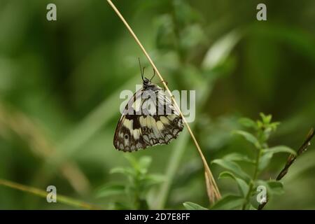 Macro fotografia della farfalla della specie bianca marmorizzata (Melanargia galatea) che riposa sui fiori della stagione calda. Foto Stock