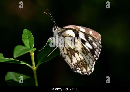 Macro fotografia della farfalla della specie bianca marmorizzata (Melanargia galatea) che riposa sui fiori della stagione calda. Foto Stock