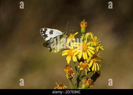 Un esemplare isolato di farfalla Pontia edusa, è una farfalla della famiglia Pieridae Foto Stock