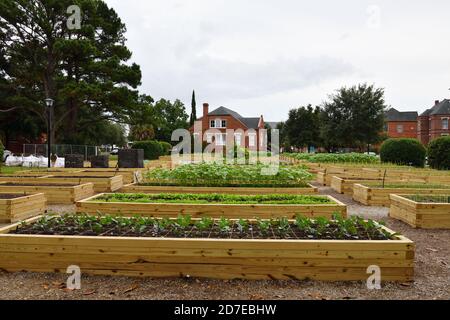 New Urban Garden nel villaggio inglese del 19 ° secolo con Red Brick 2 Story Case per anziani impoveriti residenti che si Volontano a piantare verdure. Foto Stock