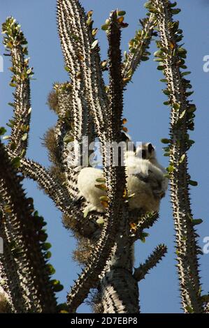 Prickly, spinoso, spinoso queste piante incredibili sembrano ostili ma è una gioia vagare attraverso la 'Foresta Spiny' del Madagascar. Foto Stock