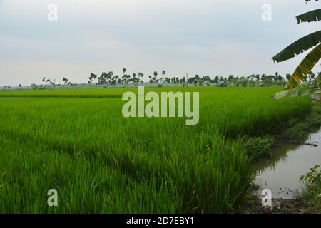 Primo piano di lunghe piante di riso verde, piante di risone in un campo indiano del Bengala Occidentale, focalizzazione selettiva Foto Stock