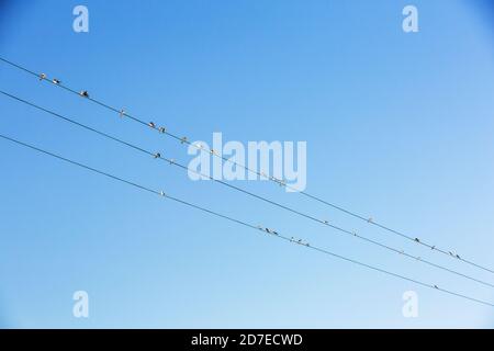 Casa Martins e Swallows sulle linee elettriche a Austwick Yorkshire dales, Regno Unito. Foto Stock