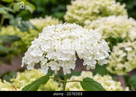 Primo piano di una singola fioritura di pura testa bianca Hydrangea 'Annabelle'. Foglie e fiori di Hydrangea sfocati sullo sfondo. Foto Stock