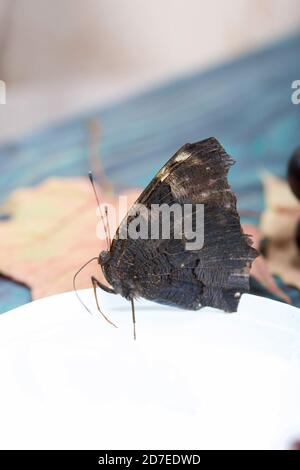 Butterfly Peacock's Eye mangia lo sciroppo di zucchero su una batuffolo di cotone. Nelle vicinanze si trovano grappoli di uve blu scuro e foglie d'acero autunnale. Sullo sfondo di p Foto Stock