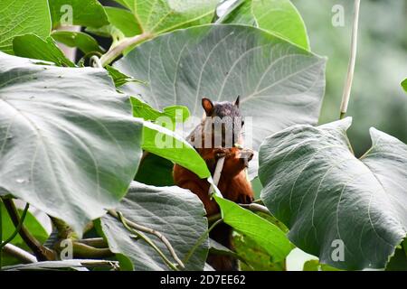 Scoiattolo su albero, foto come sfondo , in Arenal lago e parco vulcano, Costa rica Foto Stock