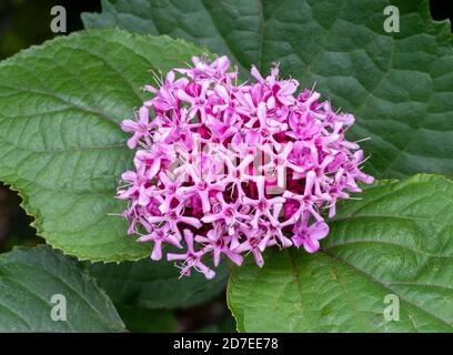 Primo piano di fiori rosa di Gloria Fiore, Clerodendrum bungei, contro grandi foglie verdi spesse. Foto Stock