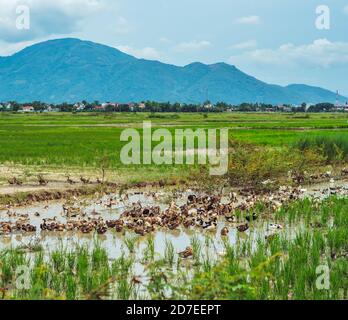 Concetto di tempo calmo. Bellezza tranquillo panorama estate sole paesaggio paesaggio boschivo montagne sfondo, anatra nuoto sul lago di acqua blu. In alto Foto Stock
