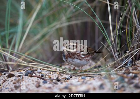 Coniglietto rustico (Emberiza rustica) Foto Stock