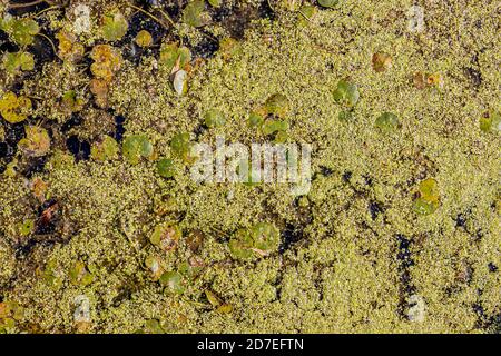 Primo piano della fioritura delle alghe e delle piante acquatiche sulla superficie dell'acqua di uno stagno, eutrofizzazione causata da un eccessivo sviluppo di alghe, soleggiato giorno estivo Foto Stock