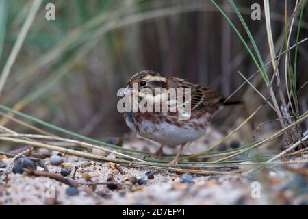 Coniglietto rustico (Emberiza rustica) Foto Stock