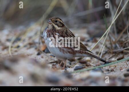 Coniglietto rustico (Emberiza rustica) Foto Stock