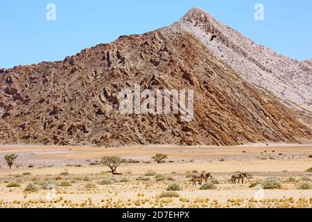 Zebre e paesaggio namibia Foto Stock