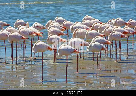 Fenicotteri che riposano nella baia di Walvis, Namibia Foto Stock