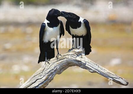 Madre corvo che alimenta giovani a Etosha, Namibia Foto Stock